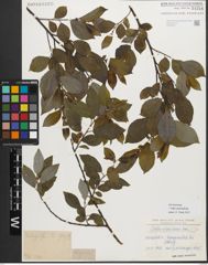 Foto von Salix myrsinifolia Salisb.